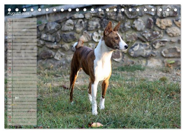 Produktbild: Basenji, der Kongo-Terrier (Tischkalender 2026 DIN A5 quer), CALVENDO Monatskalender