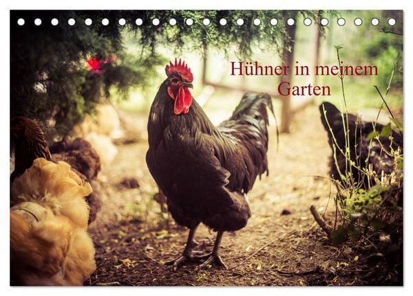 Produktbild: H&uuml;hner in meinem Garten (Tischkalender 2026 DIN A5 quer), CALVENDO Monatskalender