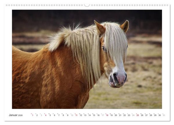 Produktbild: Der Pferdekalender (Wandkalender 2026 DIN A2 quer), CALVENDO Monatskalender