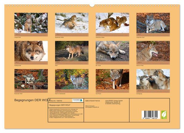 Produktbild: Begegnungen DER WOLF (hochwertiger Premium Wandkalender 2026 DIN A2 quer), Kunstdruck in Hochglanz