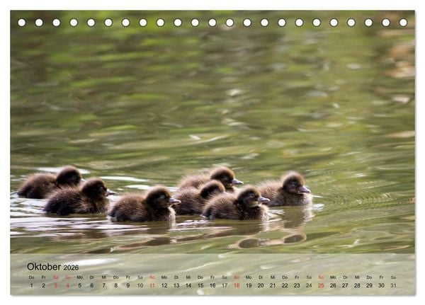 Produktbild: G&auml;nse und Enten. Schnattern, watscheln, quaken! (Tischkalender 2026 DIN A5 quer), CALVENDO Monatskalender
