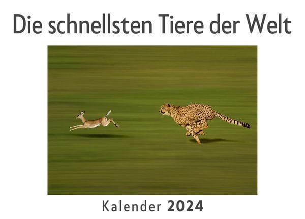 Produktbild: Die schnellsten Tiere der Welt (Wandkalender 2024, Kalender DIN A4 quer, Monatskalender im Querformat mit Kalendarium, Das perfekte Geschenk)