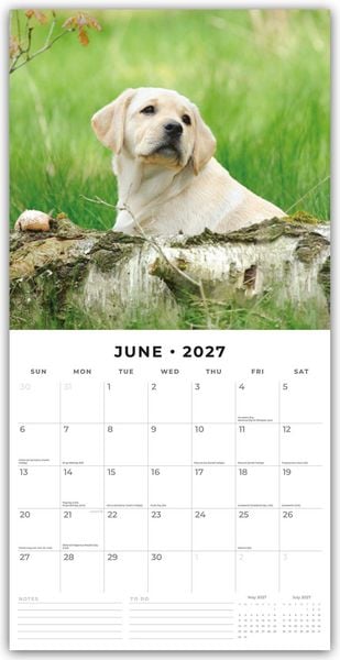 Produktbild: Yellow Labrador Retriever Puppies &ndash; Gelbe Labrador Retriever Welpen 2027 &ndash; 16-Monatskalender