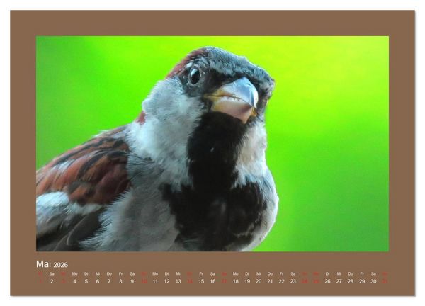 Produktbild: Vogelportr&auml;ts - Heimische V&ouml;gel auf meinem Balkon (Wandkalender 2026 DIN A3 quer), CALVENDO Monatskalender