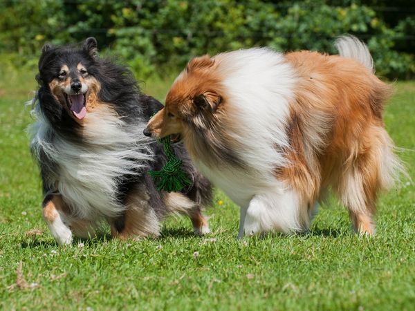 Produktbild: CALVENDO Puzzle Collies - Spa&szlig; auf der Wiese 1000 Teile Lege-Gr&ouml;&szlig;e 64 x 48 cm Foto-Puzzle Bild von Sigrid Starick
