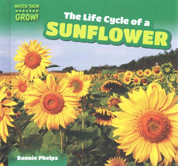 Produktbild: Life Cycle Of a Sunflower