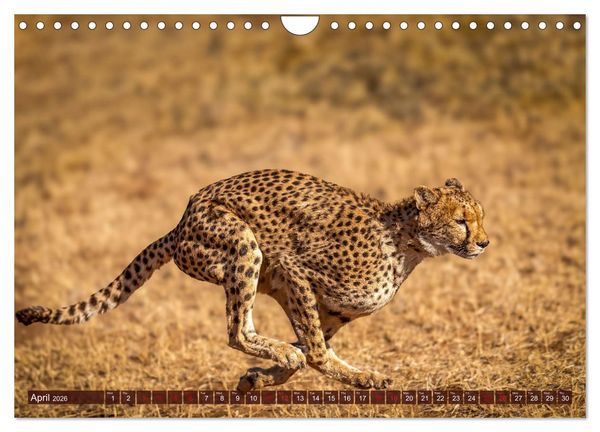 Produktbild: Amazing Cheetahs (Wall Calendar 2026 DIN A4 landscape), CALVENDO 12 Month Wall Calendar