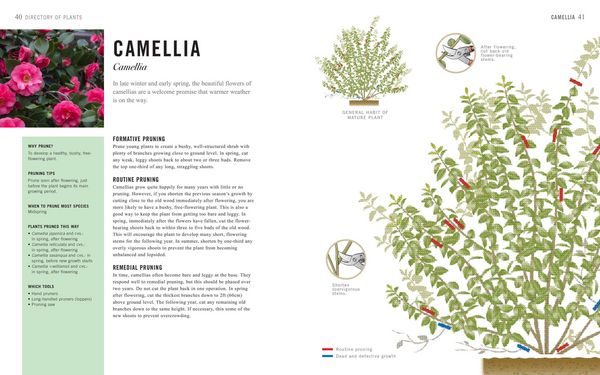 Produktbild: Pruning Simplified