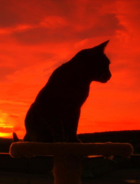 Produktbild: Tagebuch einer Katze