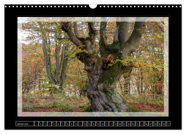 Produktbild: Zauberwald HALLOH (Wandkalender 2026 DIN A3 quer), CALVENDO Monatskalender