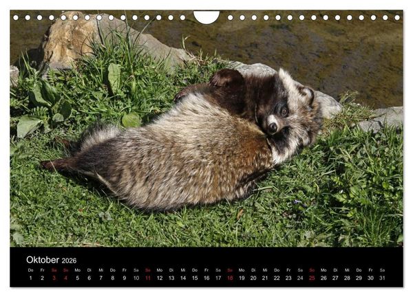 Produktbild: Marderhunde (Wandkalender 2026 DIN A4 quer), CALVENDO Monatskalender