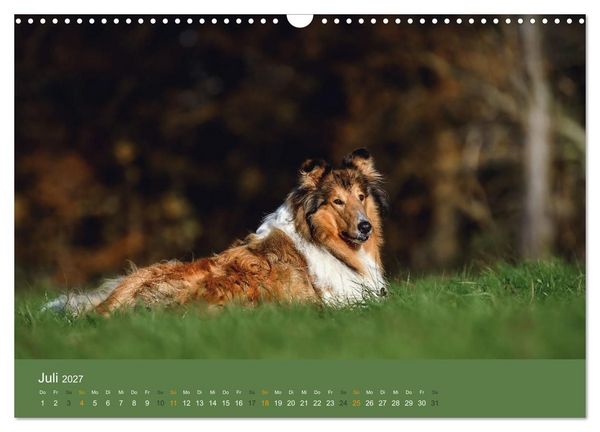 Produktbild: Der Collie der beste Hund der Welt (Wandkalender 2027 DIN A3 quer), CALVENDO Monatskalender