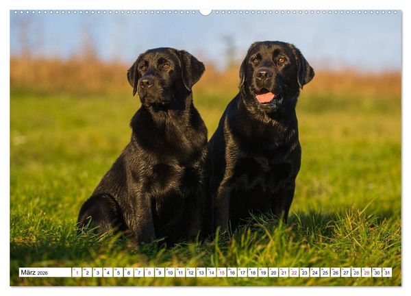 Produktbild: Labrador Retriever - Freunde f&uuml;r&acute;s Leben (hochwertiger Premium Wandkalender 2026 DIN A2 quer), Kunstdruck in Hochglanz