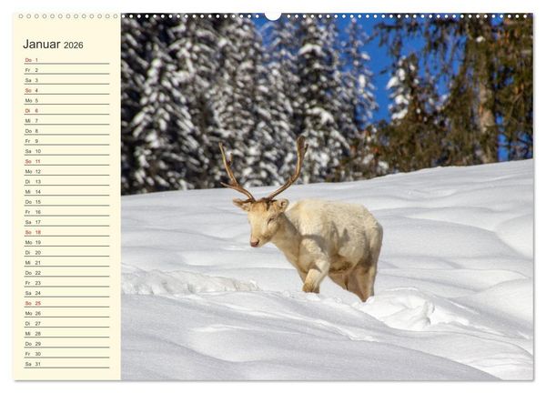Produktbild: Wir sind die Stars im Wald (hochwertiger Premium Wandkalender 2026 DIN A2 quer), Kunstdruck in Hochglanz