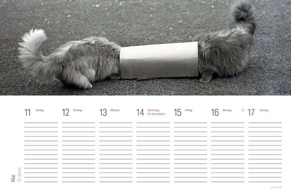 Produktbild: Tischkalender Katzen 2027