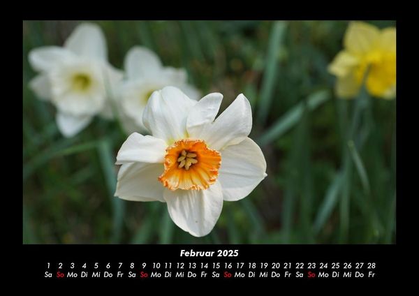 Produktbild: Blumenzauber 2025 Fotokalender DIN A3