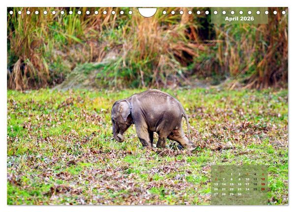 Produktbild: Wilde Tiere Indiens (Wandkalender 2026 DIN A4 quer), CALVENDO Monatskalender