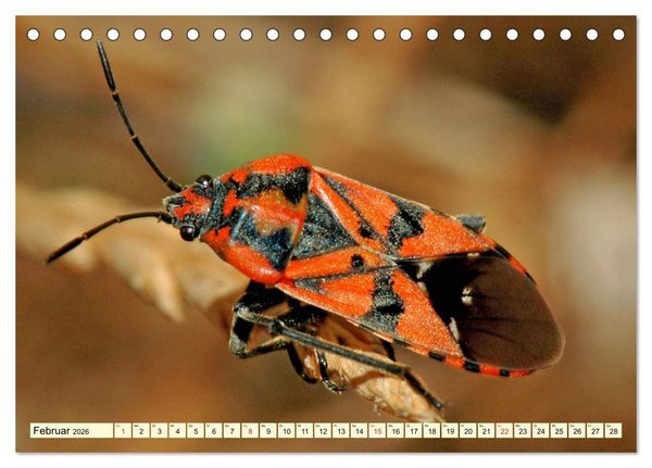 Produktbild: Farbenpracht der Insekten (Tischkalender 2026 DIN A5 quer), CALVENDO Monatskalender