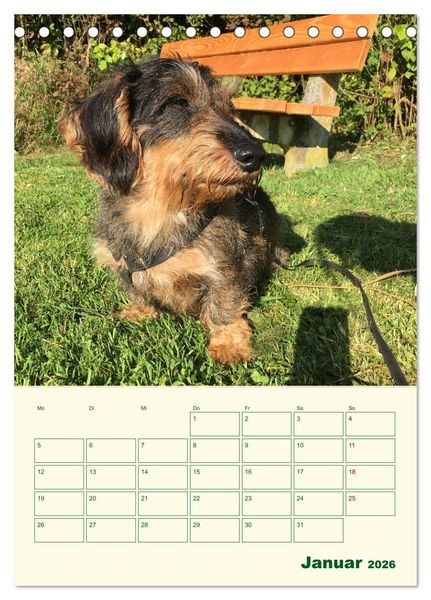 Produktbild: Schorschi &ndash; Ein Jahr mit dem bayrischen Rauhhaardackel (Tischkalender 2026 DIN A5 hoch), CALVENDO Monatskalender