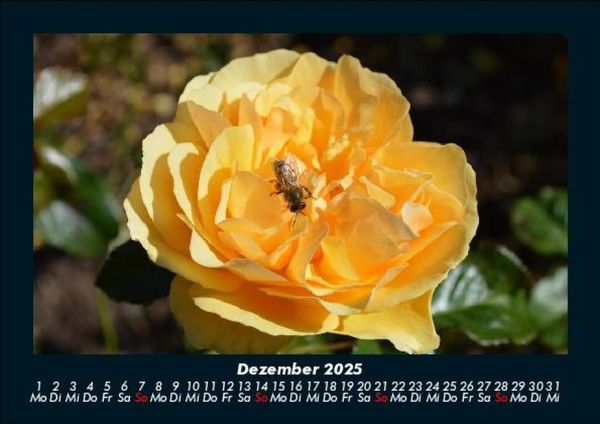 Produktbild: Rosentraum 2025 Fotokalender DIN A5