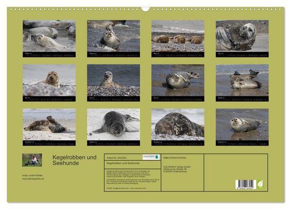 Produktbild: Kegelrobben und Seehunde (Wandkalender 2026 DIN A2 quer), CALVENDO Monatskalender