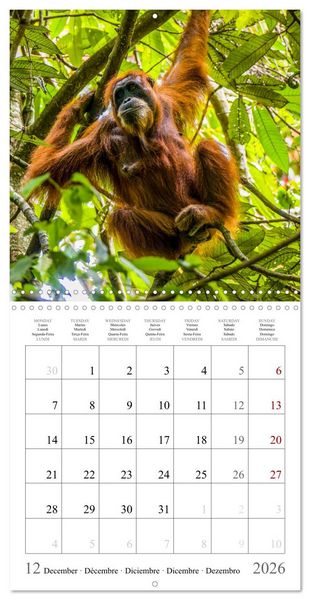 Produktbild: Orangutans in the jungle of Sumatra (Wall Calendar 2026 12 &times; 12 Inch) CALVENDO 12 Month Wall Calendar