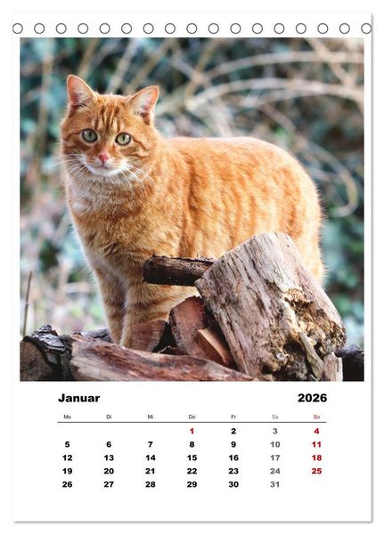 Produktbild: Bauernhoftiere, ganz nah dran (Tischkalender 2026 DIN A5 hoch), CALVENDO Monatskalender