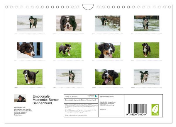 Produktbild: Emotionale Momente: Berner Sennenhund. (Wandkalender 2026 DIN A4 quer), CALVENDO Monatskalender