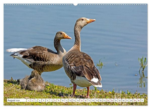Produktbild: Sturmerprobt - V&ouml;gel an Nordfrieslands K&uuml;ste (hochwertiger Premium Wandkalender 2026 DIN A2 quer), Kunstdruck in Hochglanz