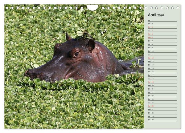 Produktbild: Hippos - Begegnungen in Afrika (Wandkalender 2026 DIN A4 quer), CALVENDO Monatskalender