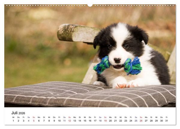 Produktbild: Pfotastische Border Collie Welpen (Wandkalender 2026 DIN A2 quer), CALVENDO Monatskalender