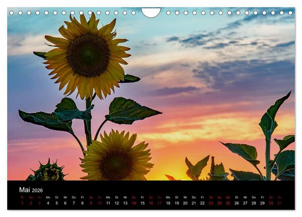 Produktbild: Blumen der Sonne (Wandkalender 2026 DIN A4 quer), CALVENDO Monatskalender