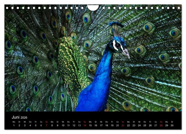 Produktbild: Tierisches (Wandkalender 2026 DIN A4 quer), CALVENDO Monatskalender