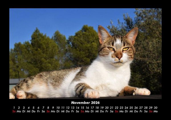 Produktbild: F&uuml;r Katzenfreunde 2026 Fotokalender DIN A3