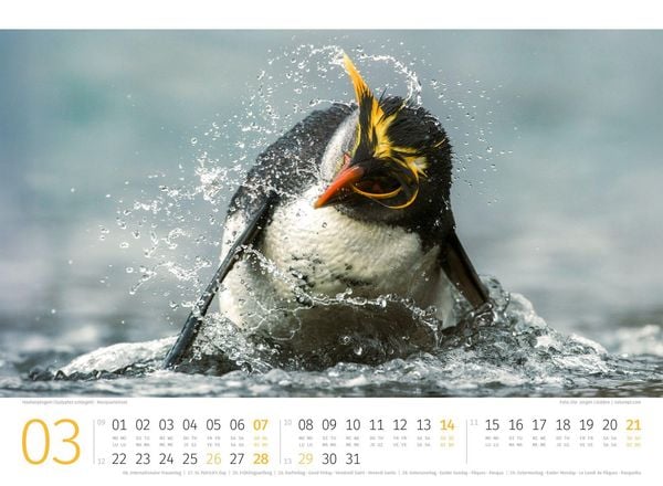 Produktbild: Pinguine Kalender 2027