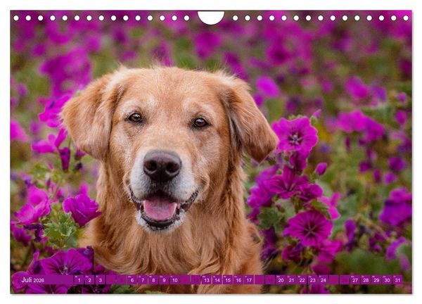 Produktbild: Golden Retriever Hailey Fotokalender (Wandkalender 2026 DIN A4 quer), CALVENDO Monatskalender
