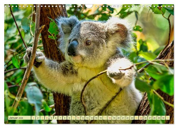 Produktbild: Koala - kleiner Teddy (Wandkalender 2026 DIN A3 quer), CALVENDO Monatskalender