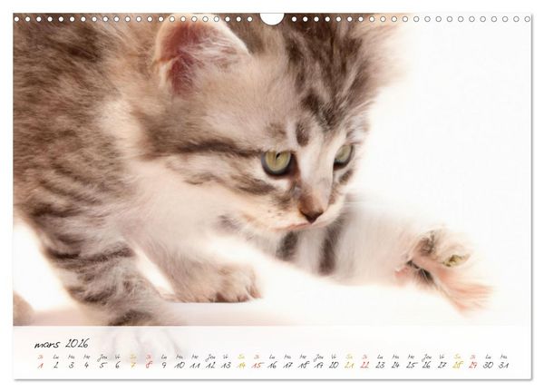 Produktbild: Chatons trop mignons (Calendrier mural 2026 DIN A3 vertical), CALVENDO calendrier mensuel
