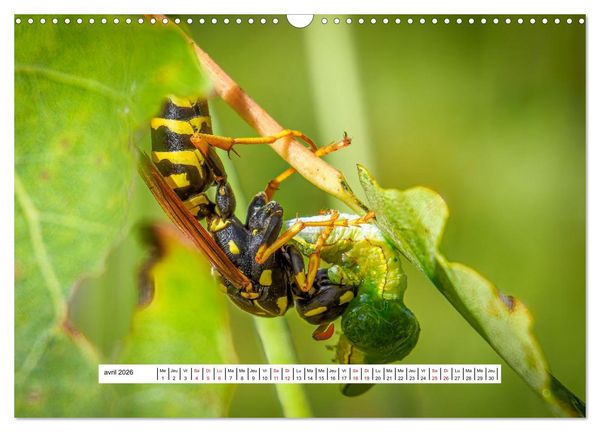 Produktbild: La vie de nos prairies - Les gu&ecirc;pes et les abeilles (Calendrier mural 2026 DIN A3 vertical), CALVENDO calendrier mensuel
