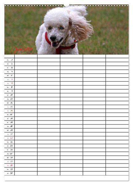 Produktbild: Der Pudel-Familienplaner (Wandkalender 2026 DIN A2 hoch), CALVENDO Monatskalender