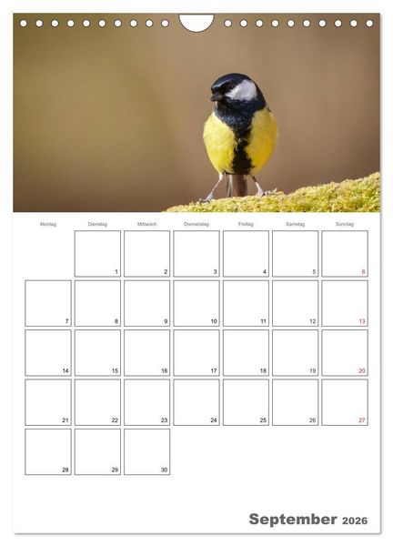 Produktbild: V&ouml;gel im heimischen Garten (Wandkalender 2026 DIN A4 hoch), CALVENDO Monatskalender