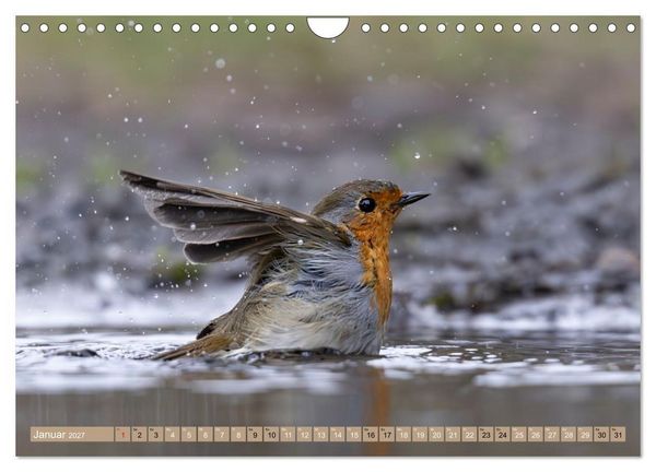 Produktbild: Robin, das s&uuml;&szlig;e Rotkehlchen (Wandkalender 2027 DIN A4 quer), CALVENDO Monatskalender