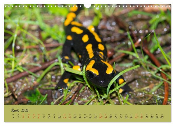 Produktbild: Feuersalamander - Liebenswerte Heimlichtuer (Wandkalender 2026 DIN A3 quer), CALVENDO Monatskalender