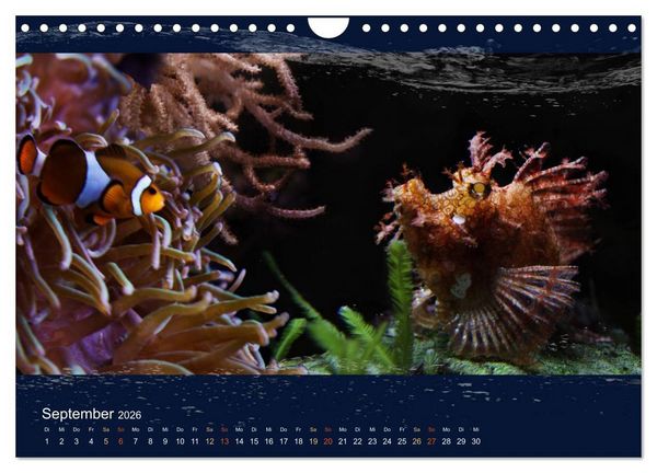 Produktbild: Korallenfische im Lichtschimmer des Meeres (Wandkalender 2026 DIN A4 quer), CALVENDO Monatskalender
