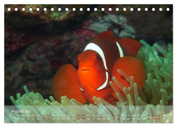 Produktbild: Anemonefish - always busy - always on the move (Desk Calendar 2027 DIN A5 landscape), CALVENDO 12 Month DeskCalendar