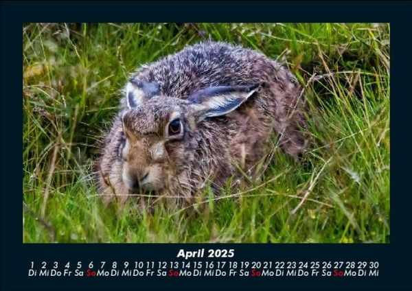 Produktbild: Der Tierkalender 2025 Fotokalender DIN A5