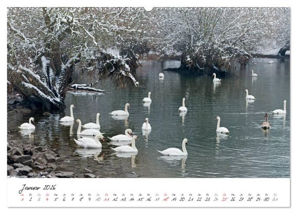 Produktbild: Ein Jahr mit den Schw&auml;nen (Wandkalender 2026 DIN A2 quer), CALVENDO Monatskalender