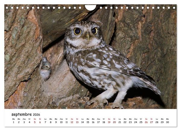 Produktbild: La vie des chouettes, les dames de la nuit (Calendrier mural 2026 DIN A4 vertical), CALVENDO calendrier mensuel