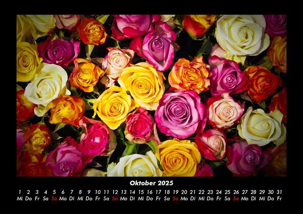 Produktbild: Rosen-Kalender 2025 Fotokalender DIN A3