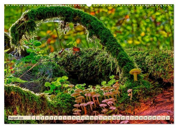 Produktbild: Spinnennetze - Wunder der Natur (Wandkalender 2026 DIN A2 quer), CALVENDO Monatskalender
